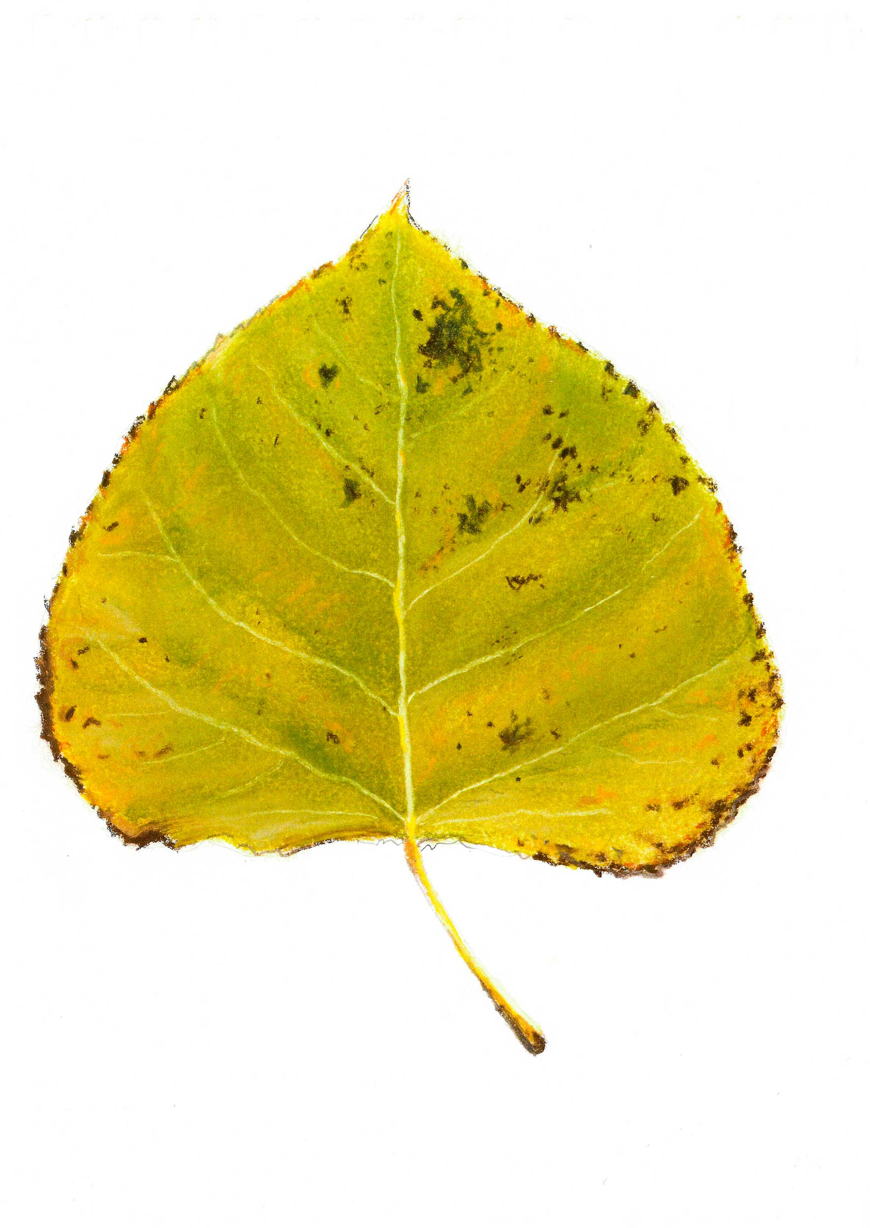 Querido otoño. | JOSÉ SANTOCILDES