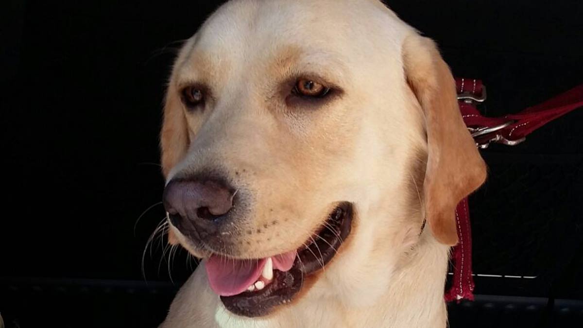 Paris será la perra de asistencia del pequeño Adam. | L.N.C.