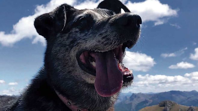 Luk, una imagen habitual del que se ha convertido en el perro de Villamanín Luk, una imagen habitual del que se ha convertido en el perro de Villamanín