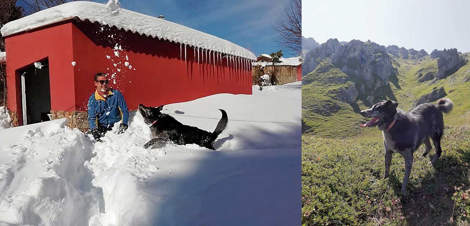 Luk, una imagen habitual del que se ha convertido en el perro de Villamanín. (2) Luk, una imagen habitual del que se ha convertido en el perro de Villamanín. (2)