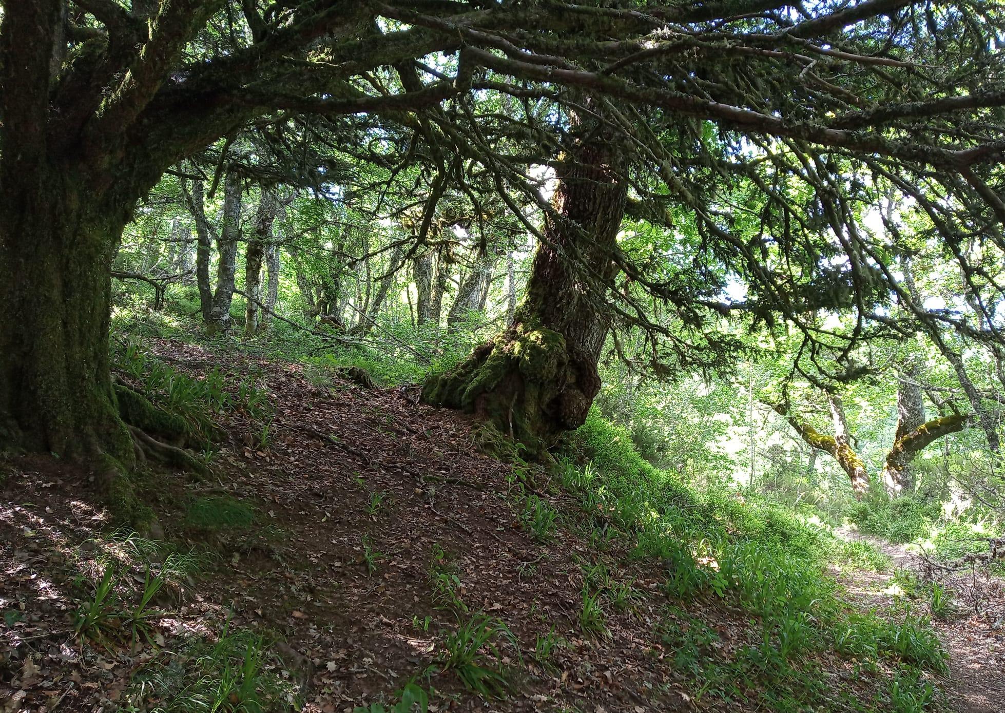 La actuación se incluye en el Plan de Sostenibilidad Turística.|TURISMO VALLE DE LACIANA