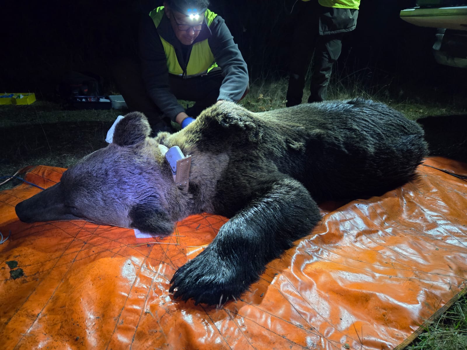 Ejemplar de oso pardo capturado por los agentes medioambientales de la Junta. | JCYL