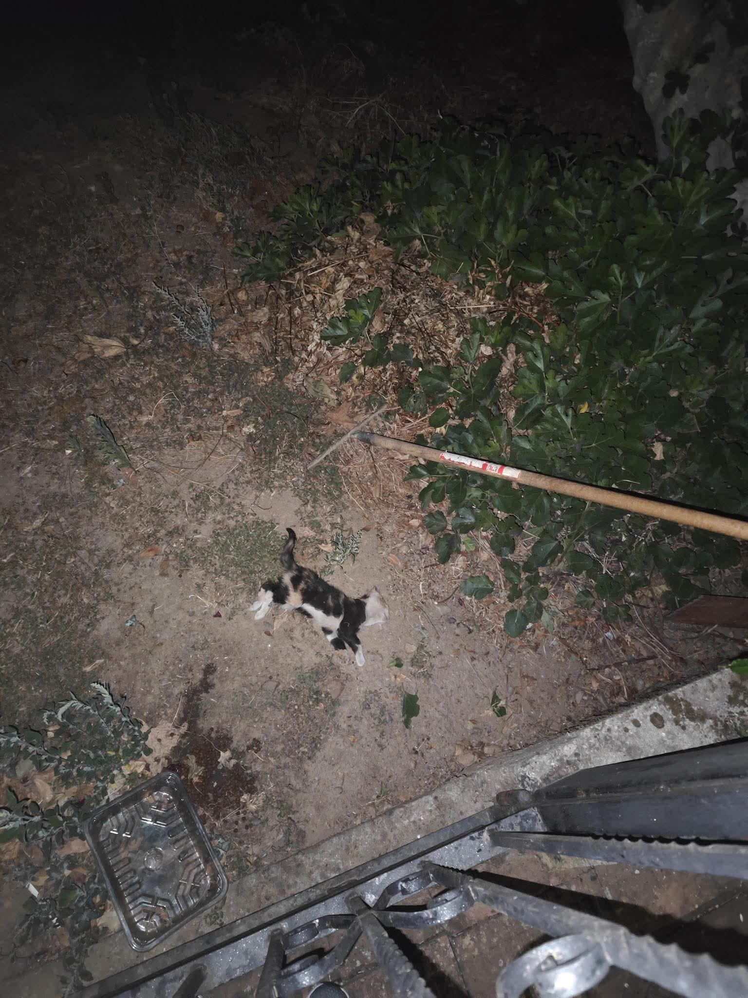 La gata fenecida después de los golpes fue retratada por los vecinos para denunciar después los hechos. 