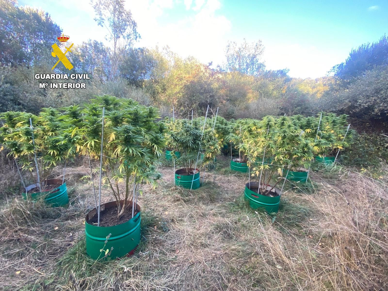 Descubren 35 plantas de marihuana en Puebla de Lillo. | GUARDIA CIVIL