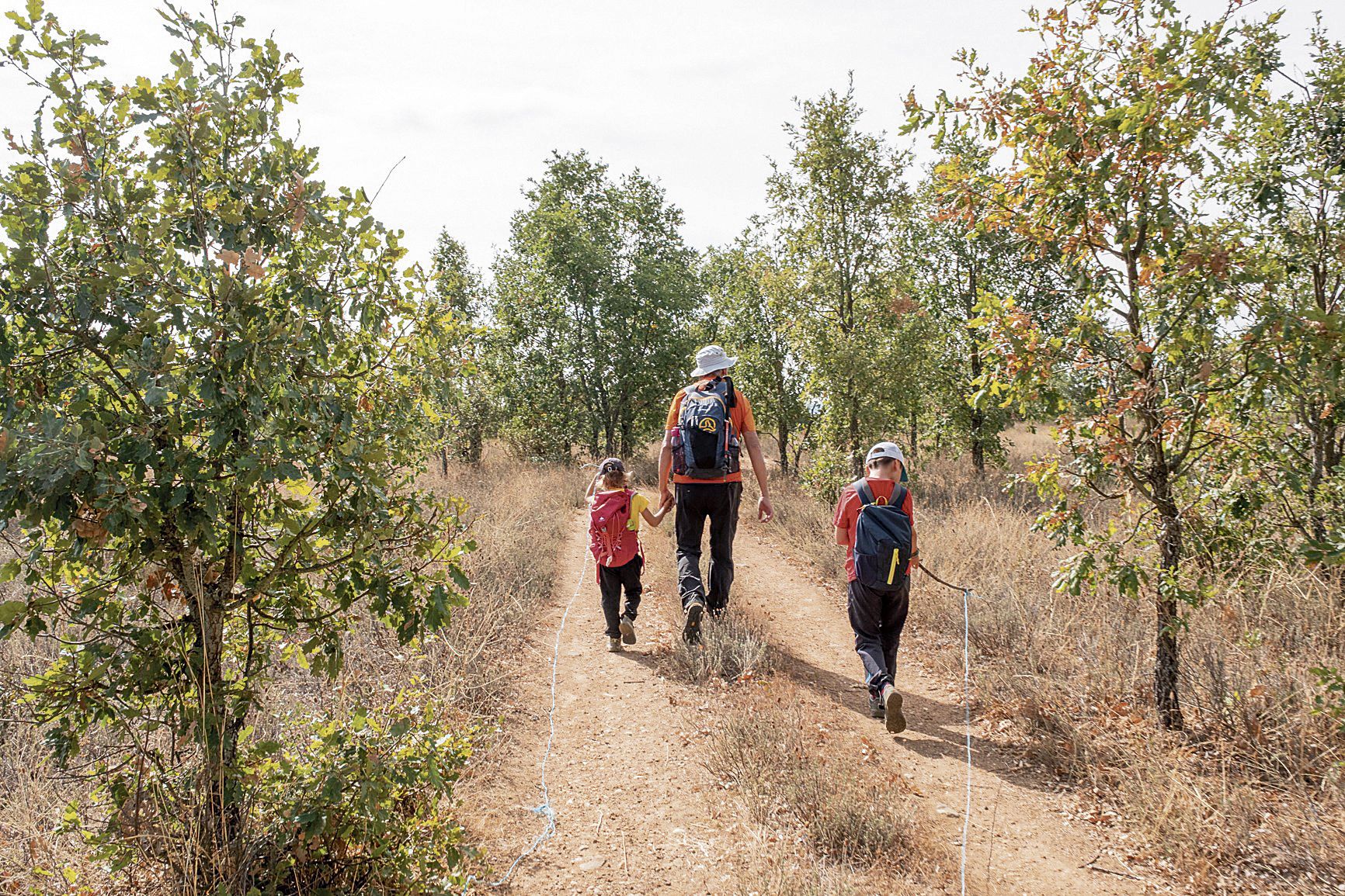 Una de las partes más atractivas del recorrido es al atravesar un robledal con árboles jóvenes pero también alguno corpulento | LUCY KEMENOVA  