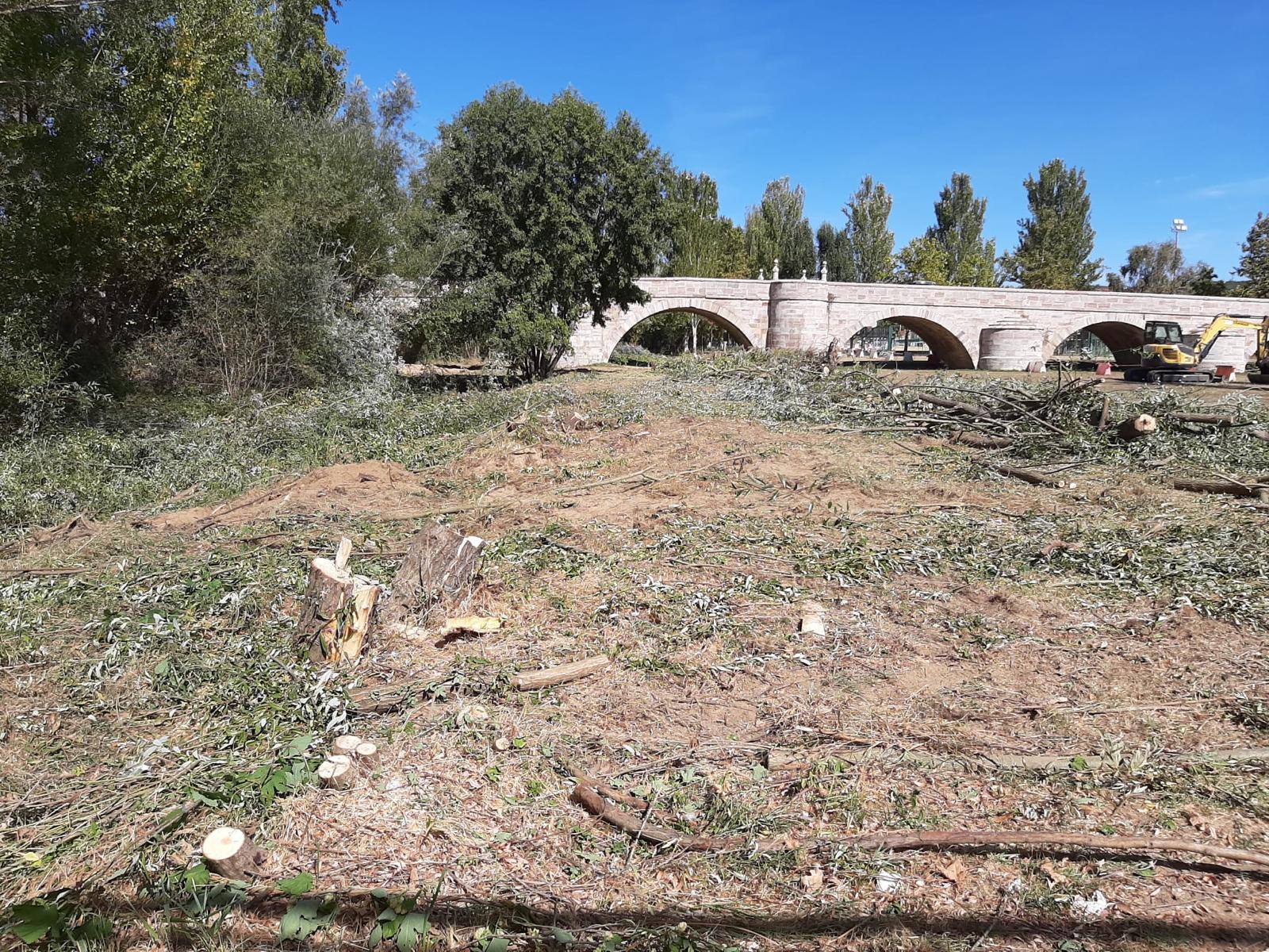 Tala de árboles en la ribera del río Torío en Puente Castro, en León. | ECOLOGISTAS EN ACCIÓN