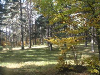 Uno de los mayores atractivos es la visita guiada el sábado día 11 al pinar.