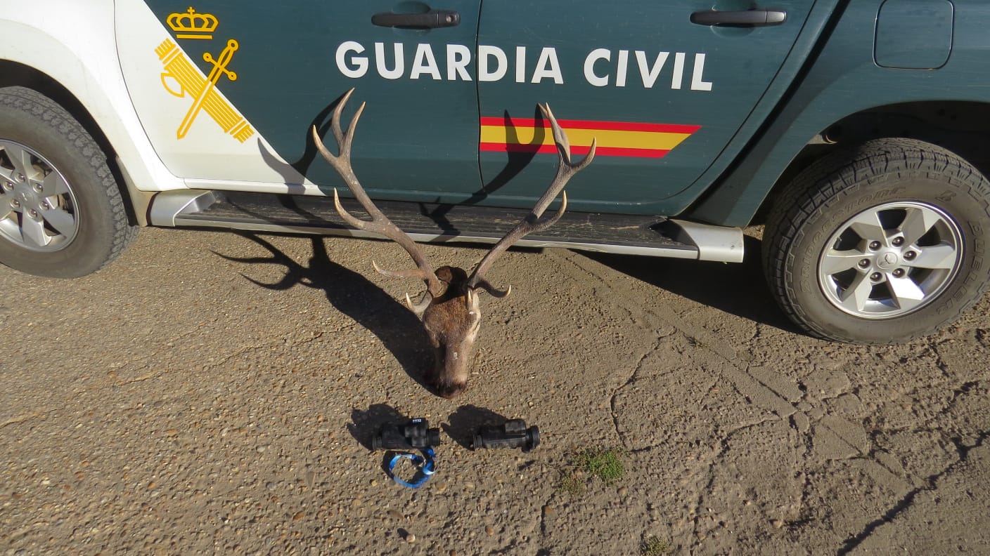 La Guardia Civil requisó una cabeza de ciervo macho sin precintar