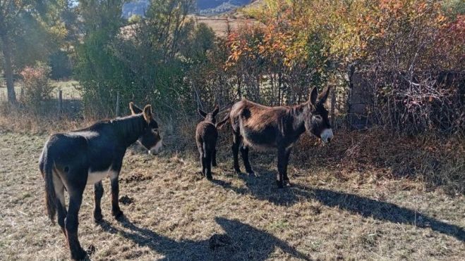 Detalle de la exposición de ganado durante la feria. E. NIÑO