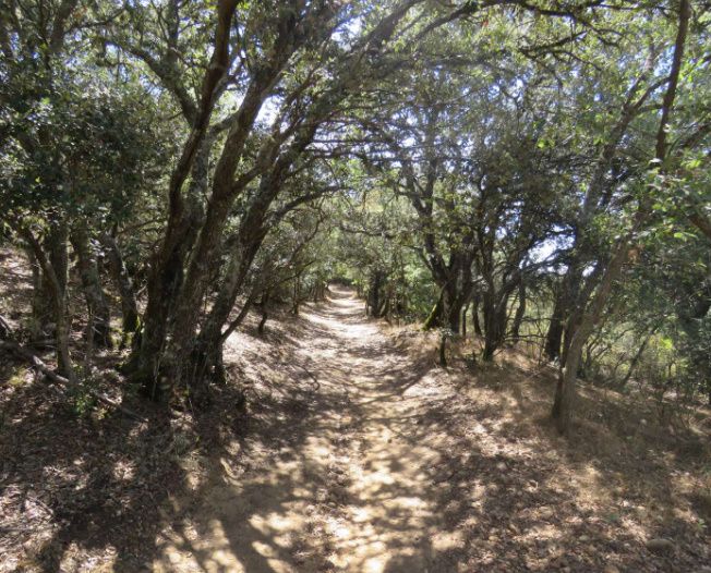 En la imagen, un momento del recorrido de la ruta de Los Miradores, en Carbajal. |  AYTO. SARIEGOS