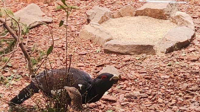 Detalle del Voladero del Urogallo. TURISMO VILLABLINO Detalle del Voladero del Urogallo. TURISMO VILLABLINO
