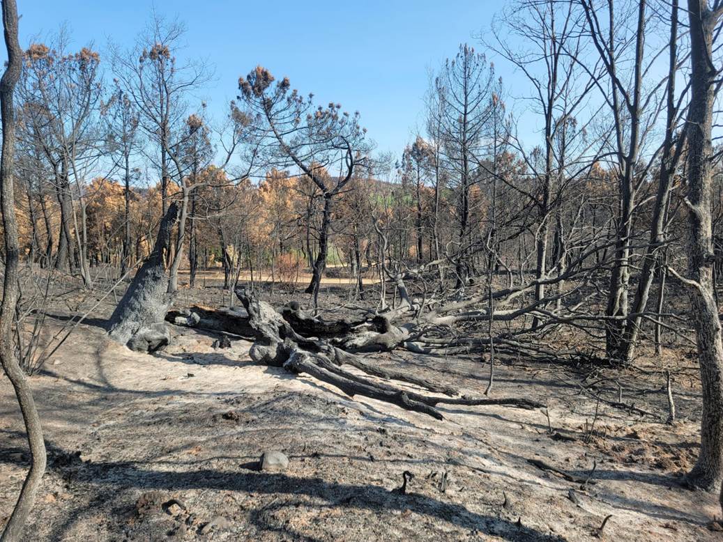 Vista de una de las zonas de actuación de la facendera. |L.N.C.