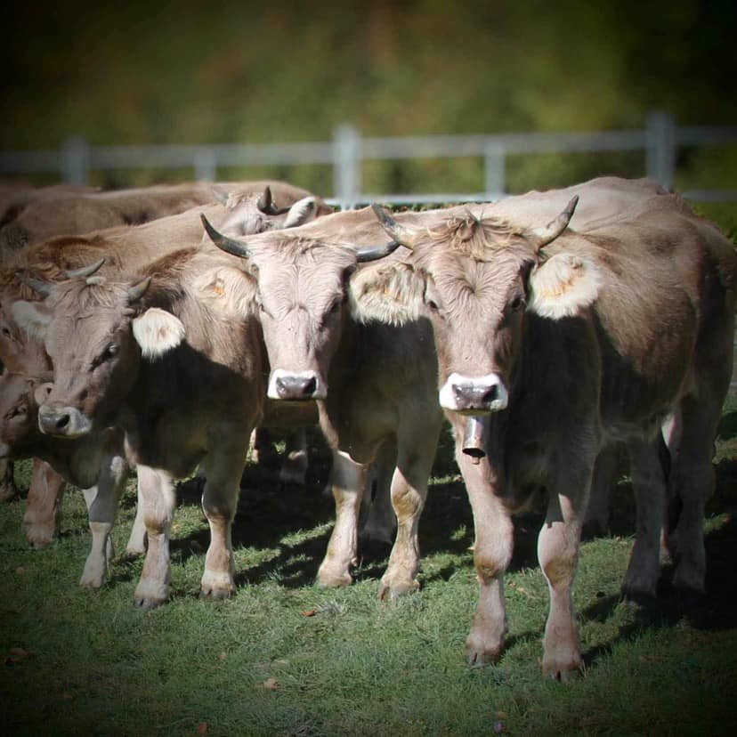 En la edición de 2024 participaron más de 260 cabezas de ganado.