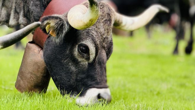 El principal atractivo, es la exposición de ganado.