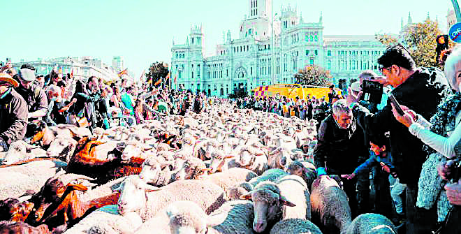 Rebaños atravesando por el centro de Madrid en una de las ediciones anteriores. | FUNDACIÓN TRANSHUMANCIA Y NATURALEZA Rebaños atravesando por el centro de Madrid en una de las ediciones anteriores. | FUNDACIÓN TRANSHUMANCIA Y NATURALEZA