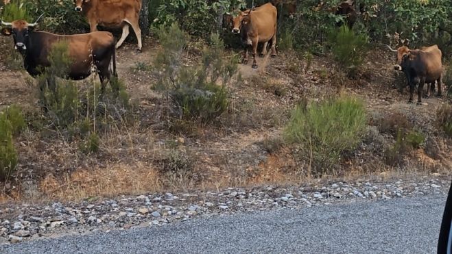Imagen de las vacas que han desatado la polémica en Riofrío de Órbigo Imagen de las vacas que han desatado la polémica en Riofrío de Órbigo