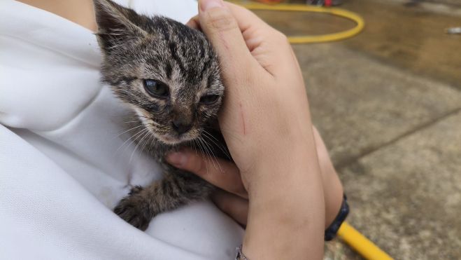 Gato Pajares de los Oteros