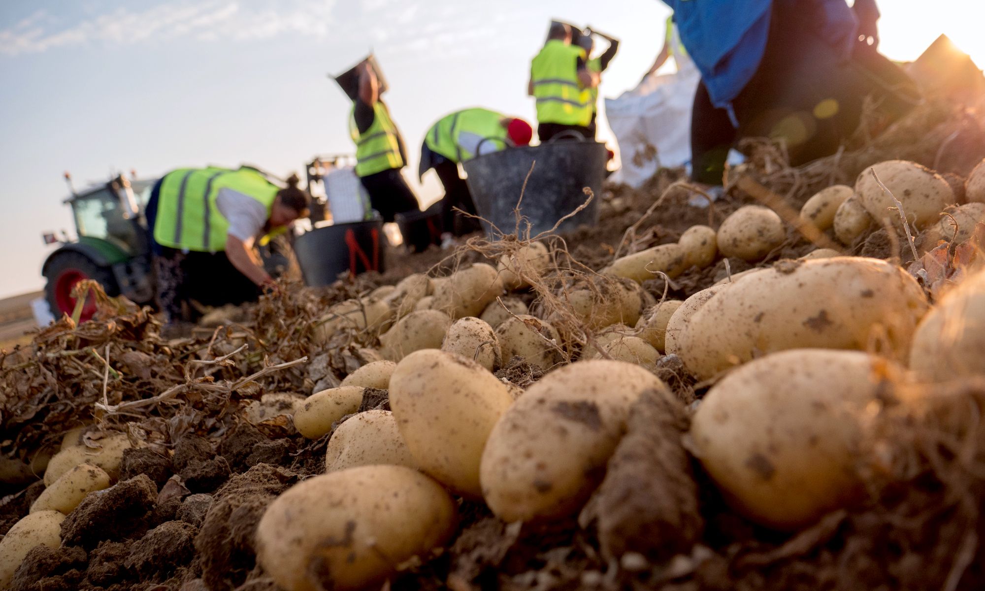Imagen de archivo de un campo de patatas. | L.N.C.