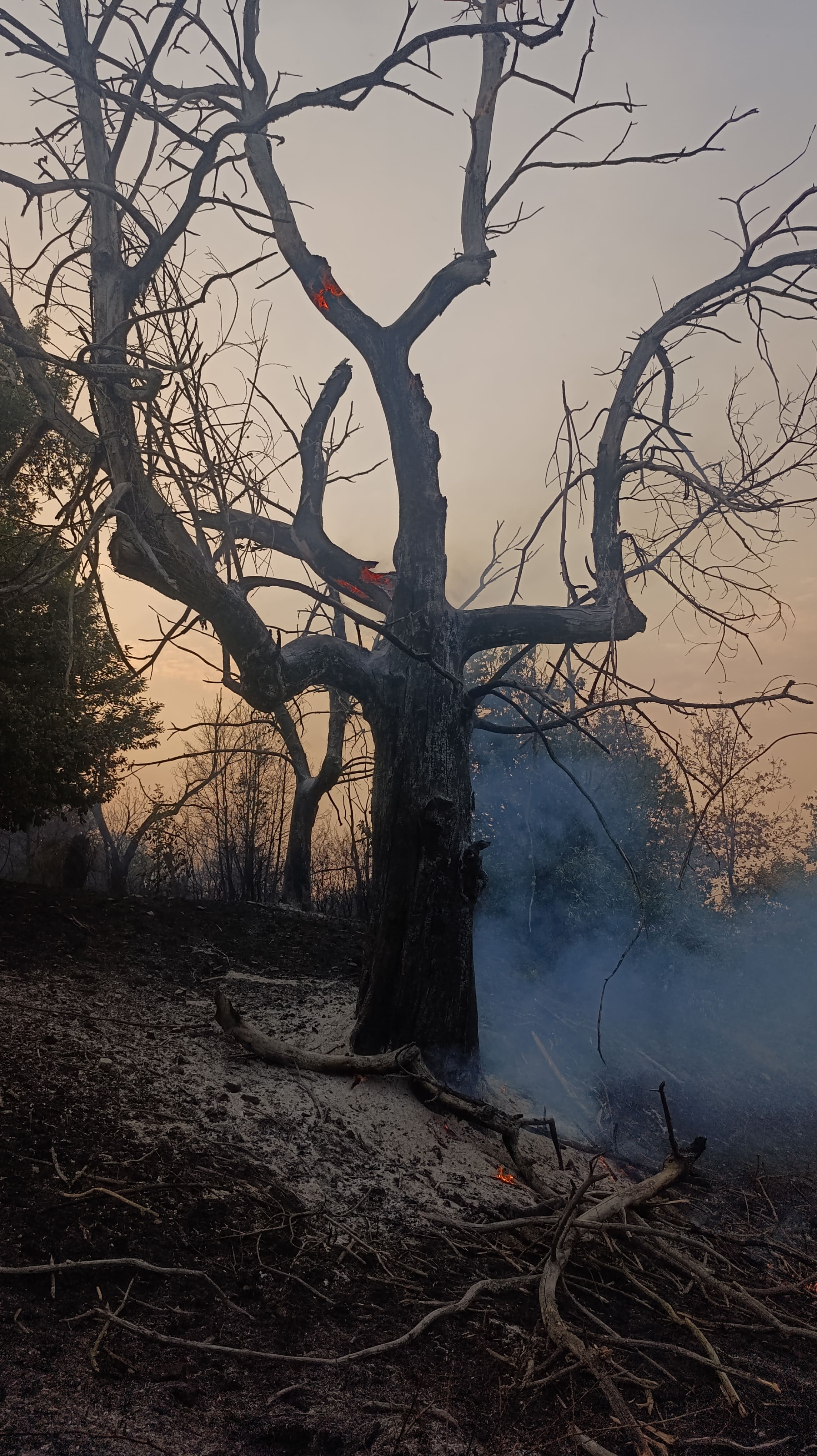 10 Segundo Premio Resurgiremos como Fenix 10 Segundo Premio Resurgiremos como Fenix