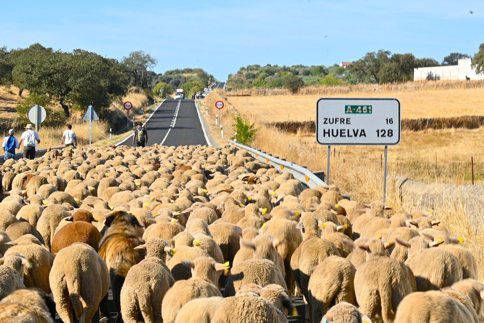 Las merinas regresan a la dehesa de San Francisco tras pasar el verano en los puertos leoneses de Las Pintas | MAF