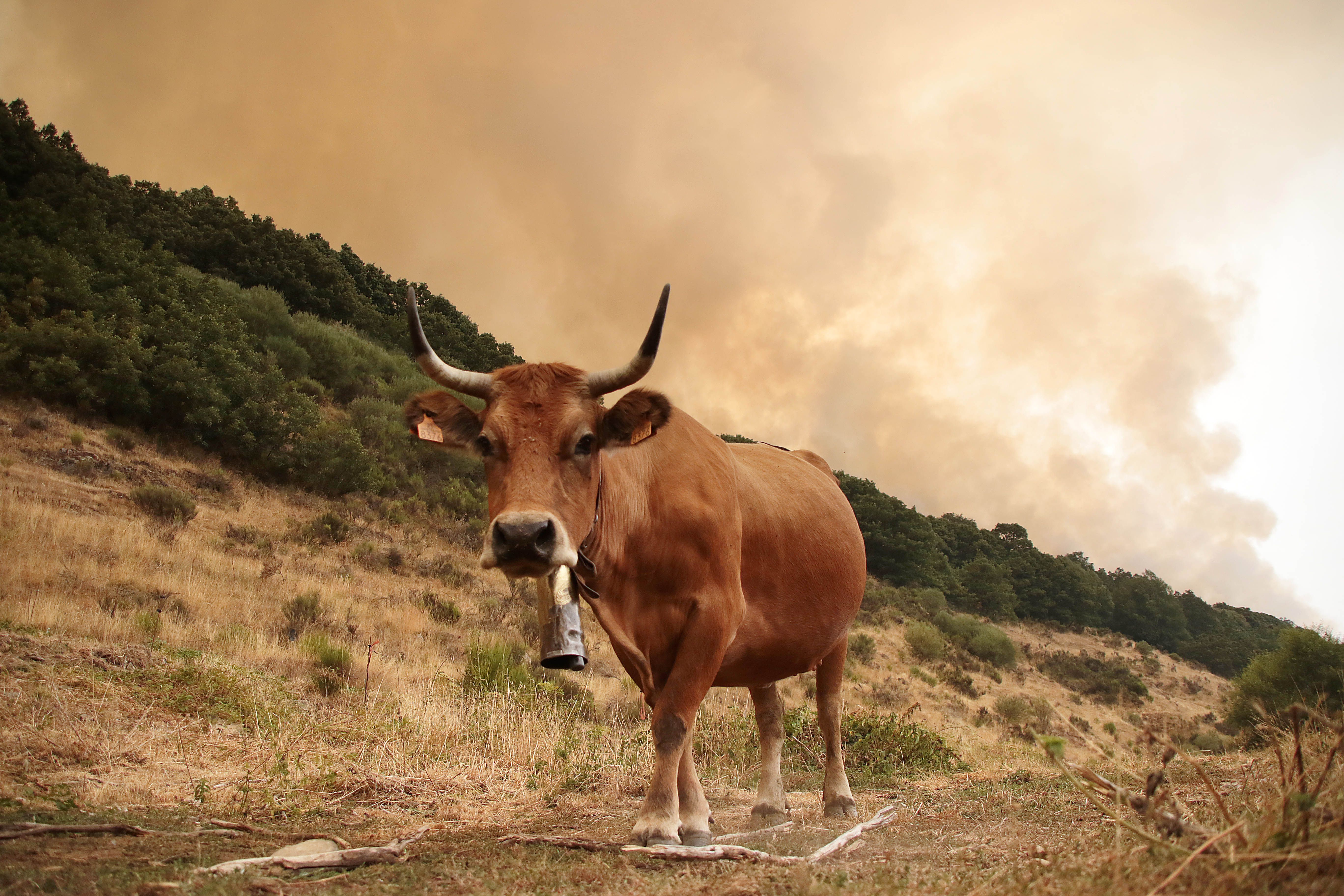 El incendio de Fasgar, en Omaña, en una imagen de archivo de agosto. | PEIO GARCÍA (ICAL)
