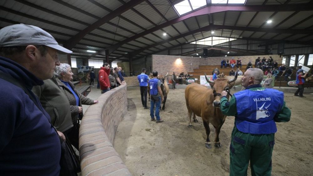 Se establecen tres grandes categorías nacidos y criados en Laciana, tipo normal y tipo culón. | MAURICIO PEÑA