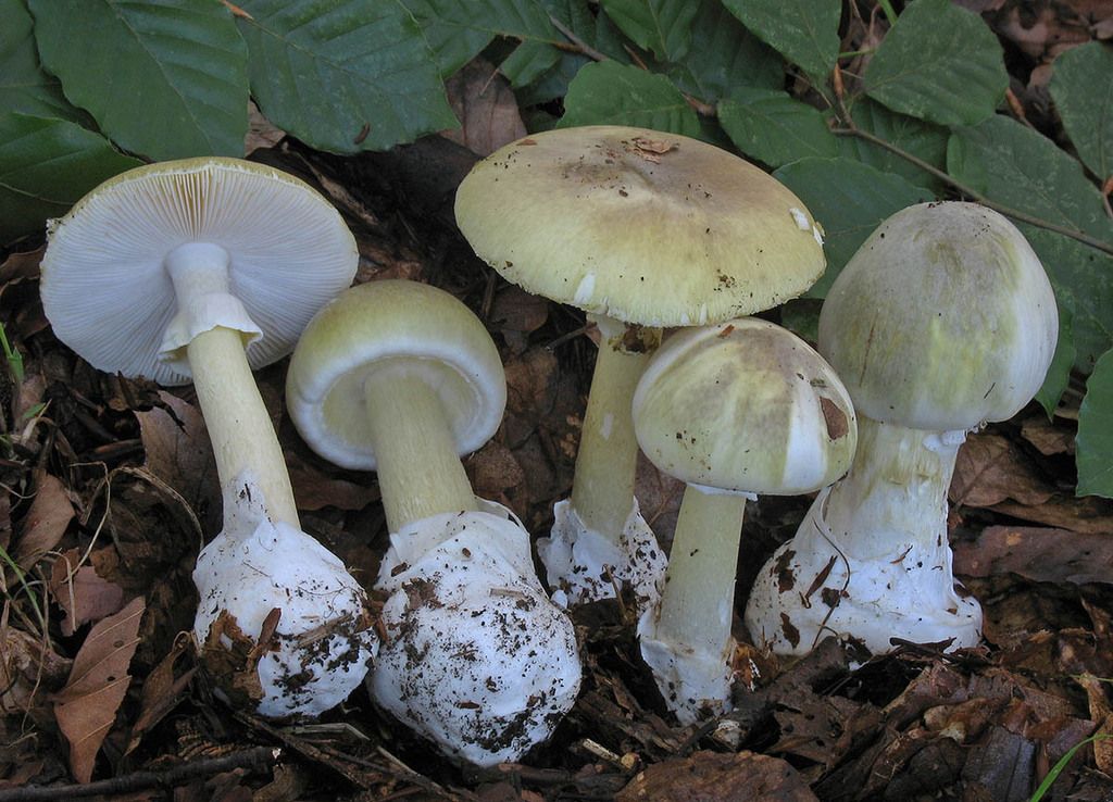 Tomar buenas fotografías es fundamental para lograr una identificación correcta de hongos. |FELIPE HIDALGO / INATURALIST