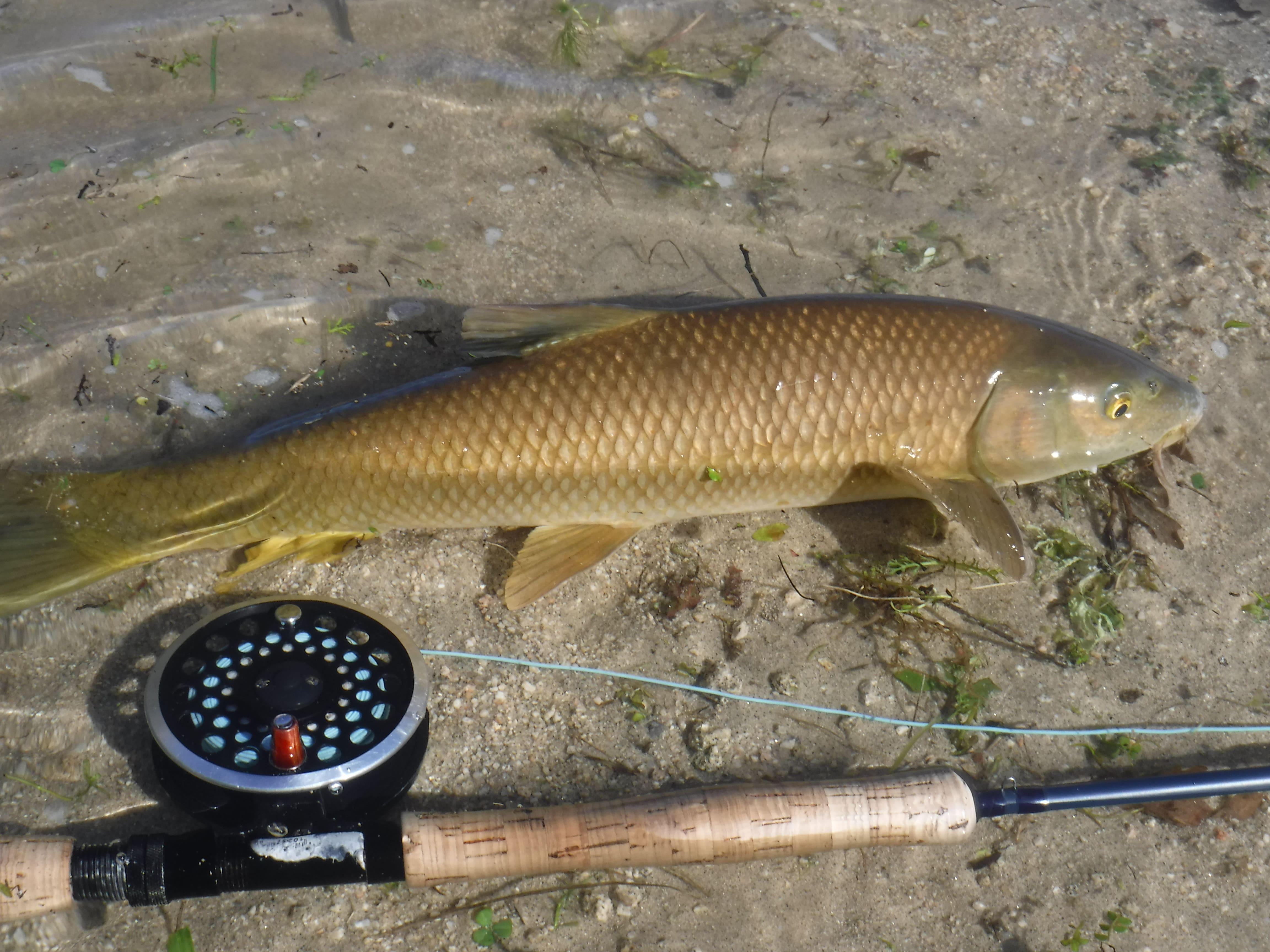 Pescando barbos en el río Esla. RPN