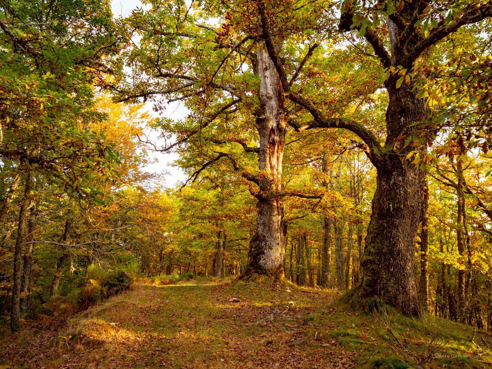 Monte Ranedo. VICENTE GARCÍA