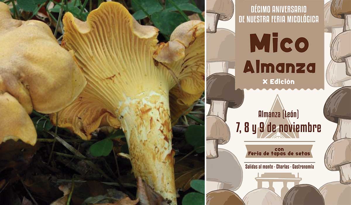 Imagen de archivo de unas setas y el cartel que anuncia la nueva edición de 'MicoAlmanza'. | L.N.C.