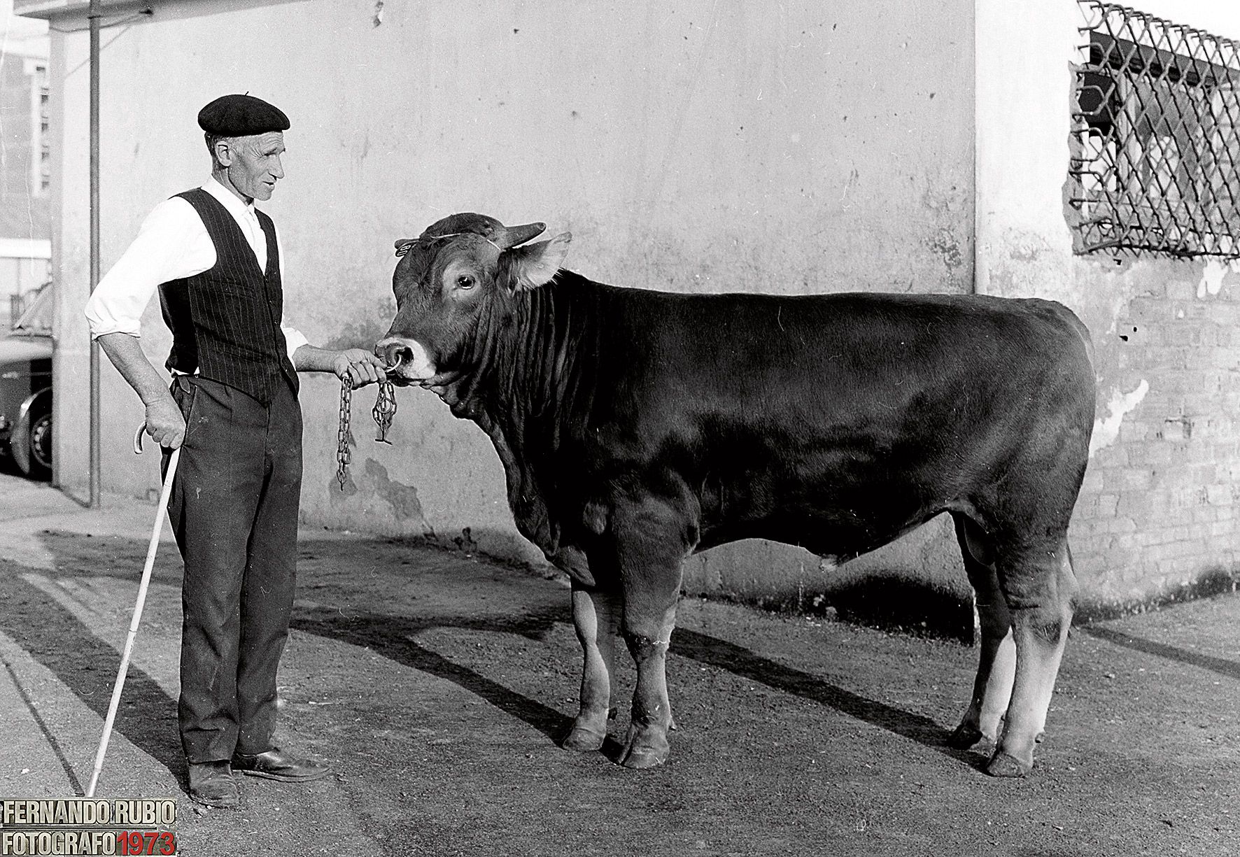 La parda alpina fue promocionada como la más adecuada. | FERNANDO RUBIO