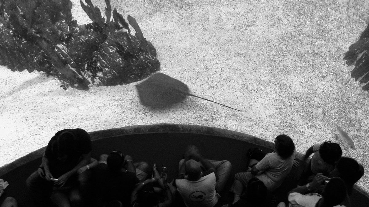 Visitantes en el Oceanario de Lisboa y una raya nadando al otro lado del cristal. | PABLO J. CASAL