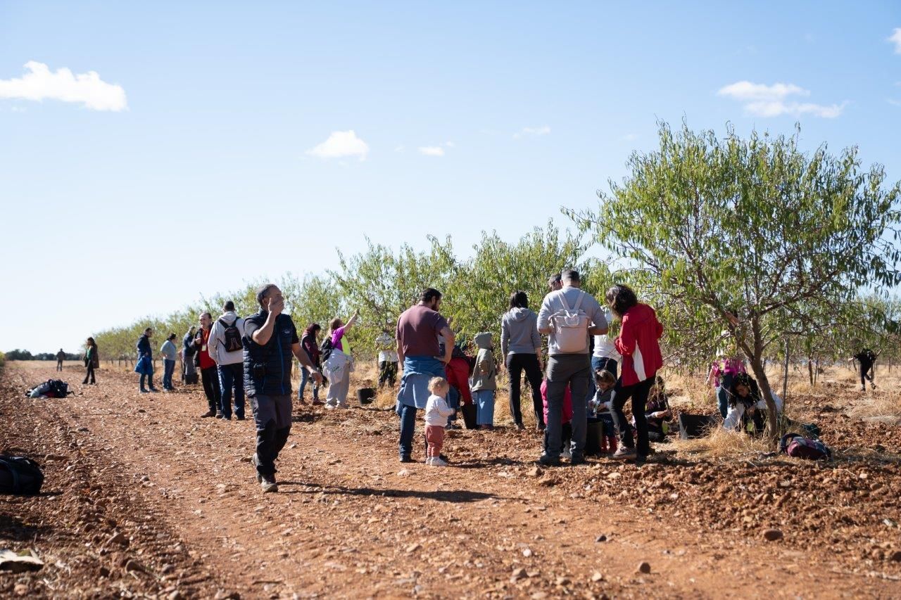 Participantes recogiendo almendras durante el evento de este domingo. | VILE LA FINCA Participantes recogiendo almendras durante el evento de este domingo. | VILE LA FINCA