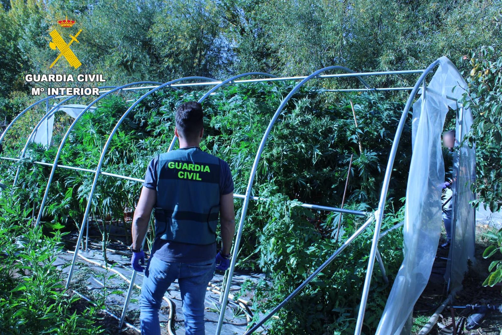 Plantación de marihuana en La Bañeza. | GUARDIA CIVIL