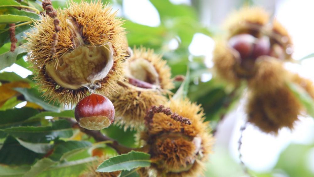 La campaña de castaña del Bierzo sufre una importante merma respecto a la expectativa. | ICAL La campaña de castaña del Bierzo sufre una importante merma respecto a la expectativa. | ICAL