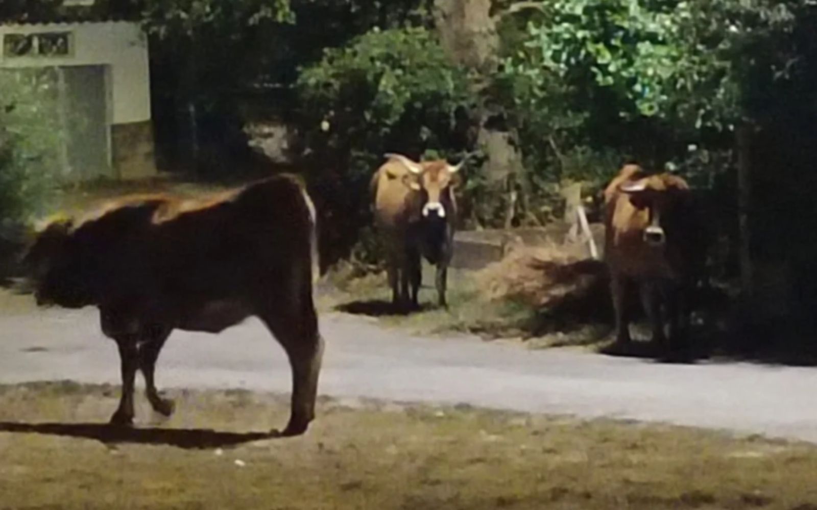 Varias reses caminan por el casco urbano de Ríofrío de Órbigo | FOTO SACADA DE LA CUENTA DE RIOFRIO DE ÓRBIGO EN INSTAGRAM (@riofriodeorbigo)