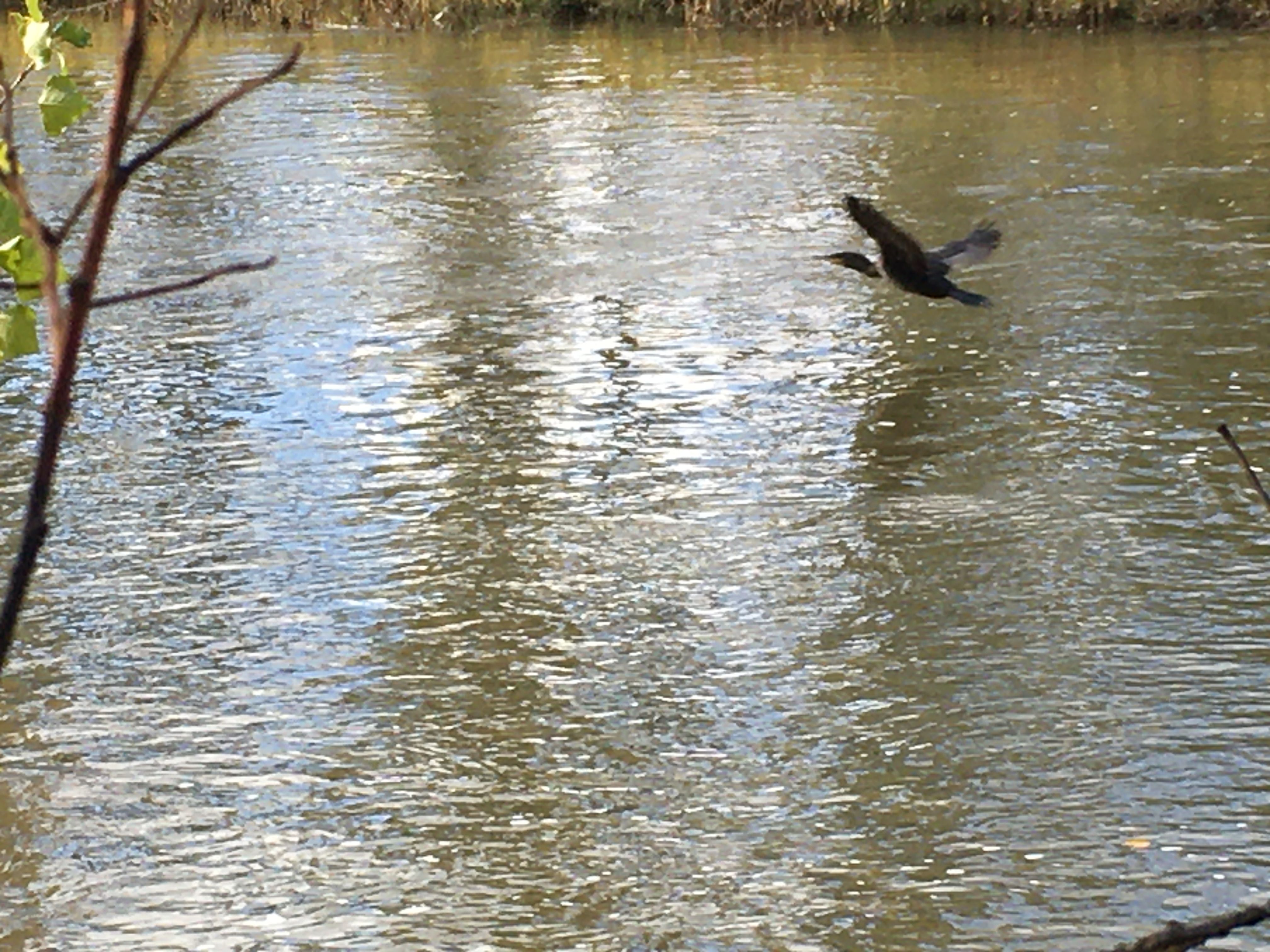Cormoran Grande, río Bernesga. RPN