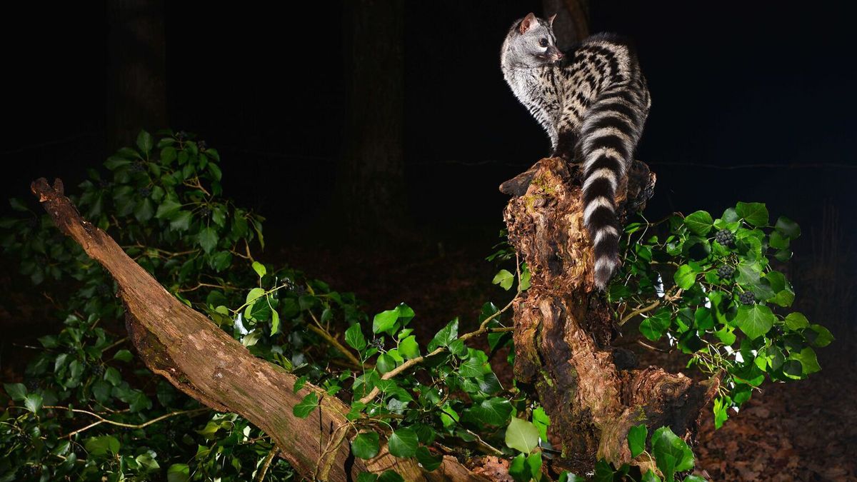 Sus hábitos nocturnos y su discreción no hacen nada fácil el observar a la gineta y mucho menos fotografiarla. | JAVIER VALLADARES Sus hábitos nocturnos y su discreción no hacen nada fácil el observar a la gineta y mucho menos fotografiarla. | JAVIER VALLADARES