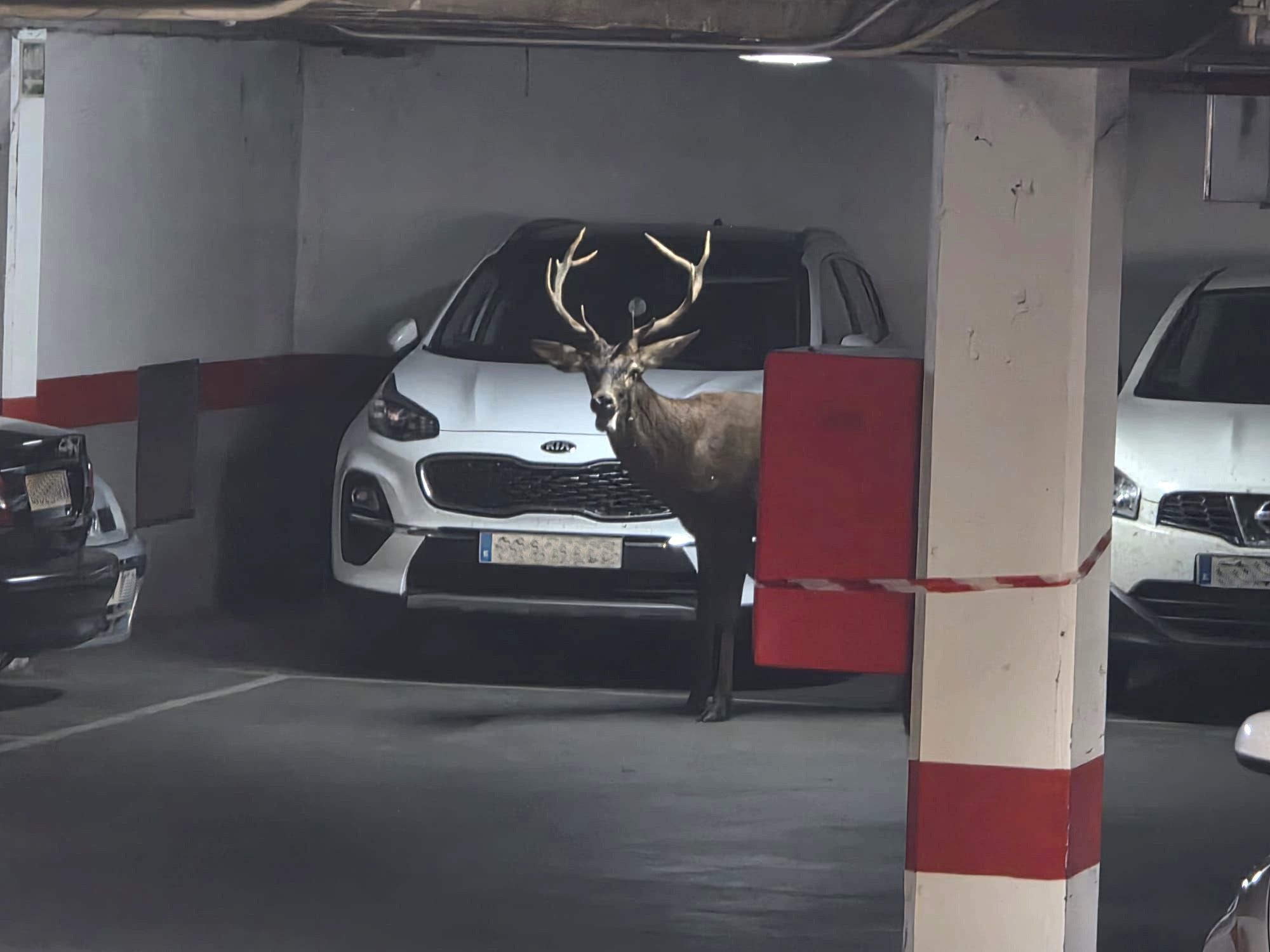 Un ciervo llega hasta el centro de Zamora y se mete en un aparcamiento del Casco Antiguo. | ICAL