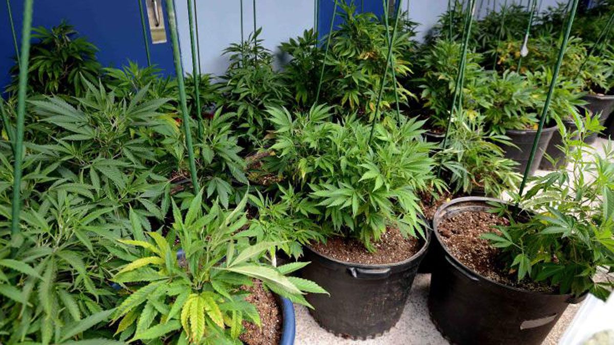 Plantas de marihuana, como las que se localizaron en la terraza del detenido.