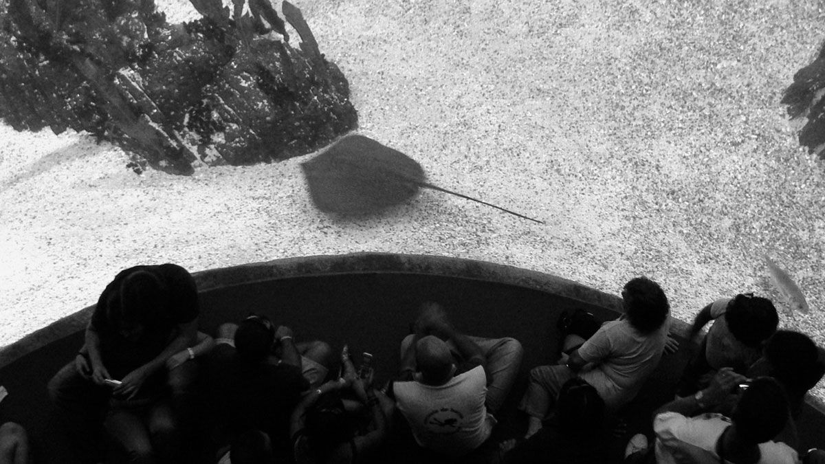 Visitantes en el Oceanario de Lisboa y una raya nadando al otro lado del cristal.| PABLO J. CASAL