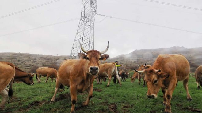 Ganado bajo un tendido eléctrico en la localidad gordonesa de Paradilla.