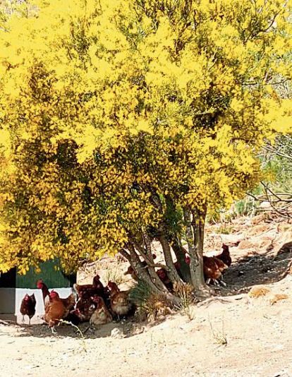 Imagen NAFARDELA 1 BIS