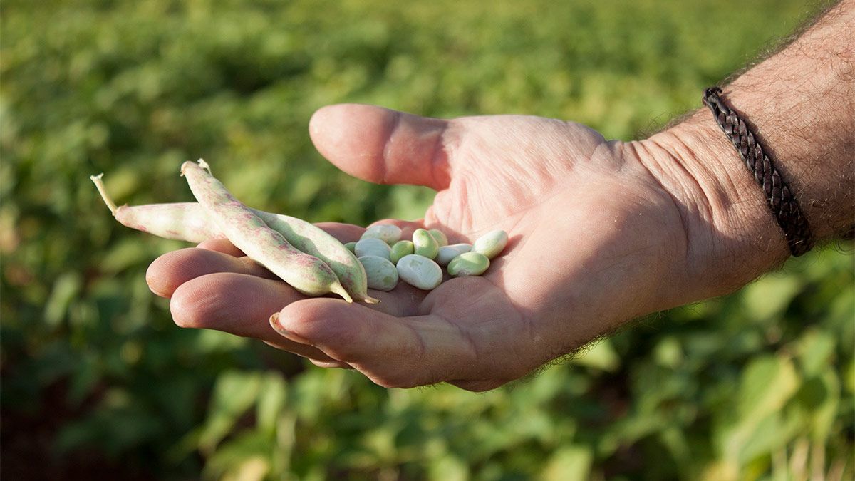 Plantación de alubias en el término municipal de Villademor de la Vega, concretamente en una zona cercana al Páramo, en el que abunda el cultivo.| Teresa Giganto