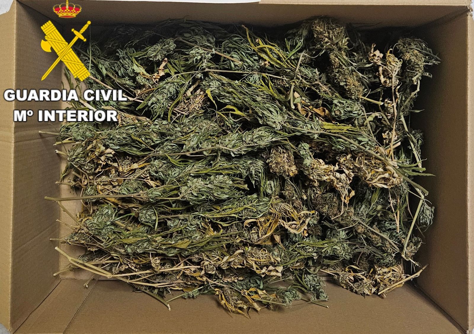 500 gramos de cogollos de marihuana incautados.
