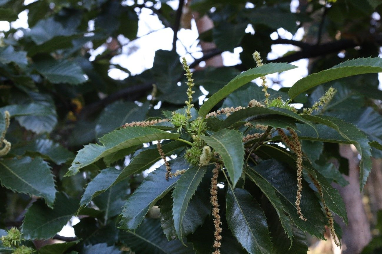 Flores del castaño, las masculinas en largos amentos y las femeninas de uno a pocos grupos de tres flores envueltos en espinas.