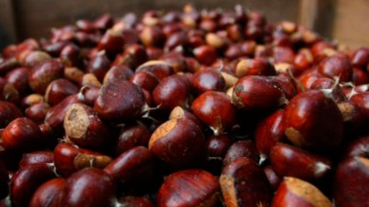 La castaña berciana es una de las protagonistas en el otoño de la provincia.| CÉSAR SÁNCHEZ (ICAL)