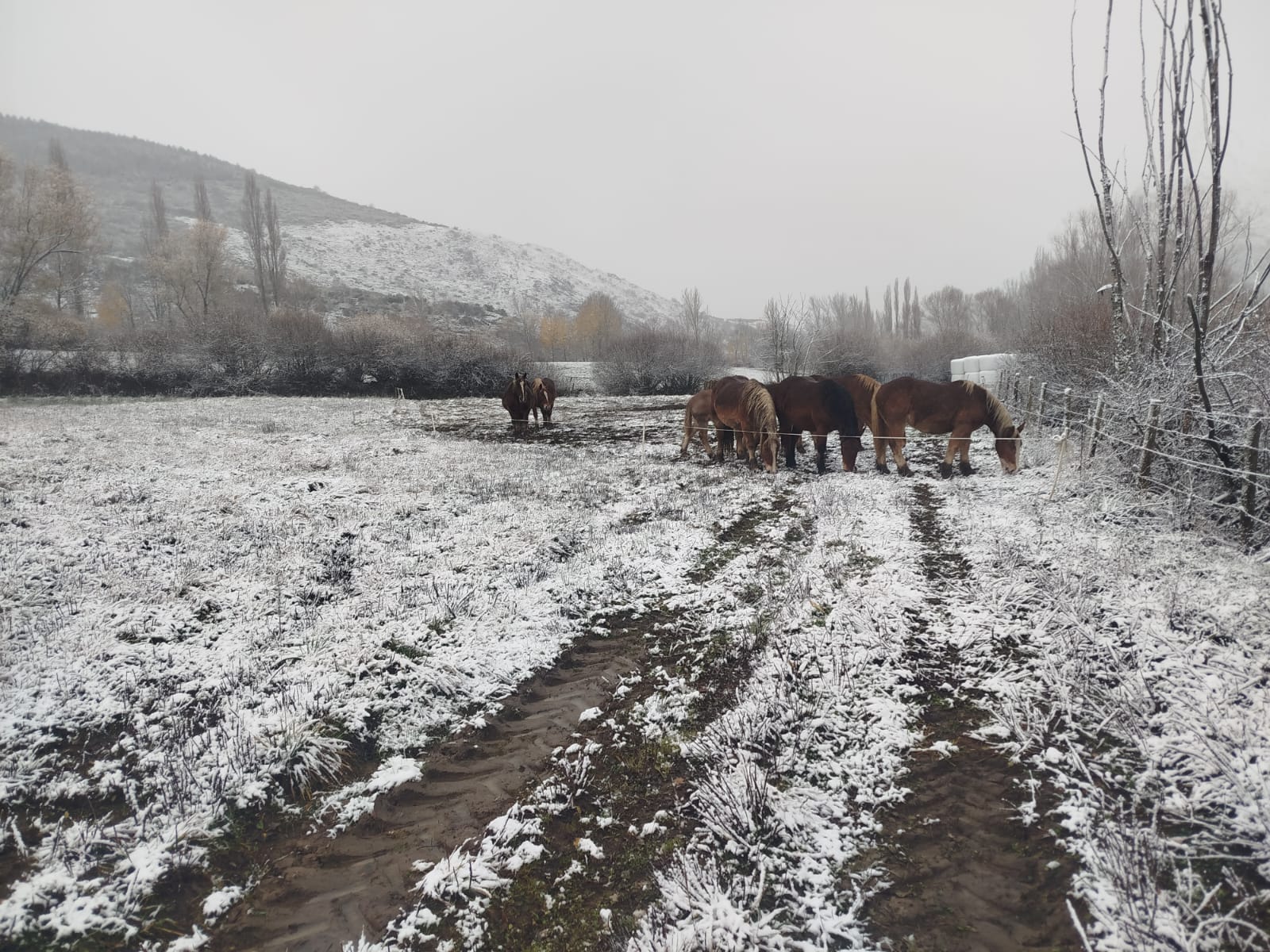 La nevada en Redipollos