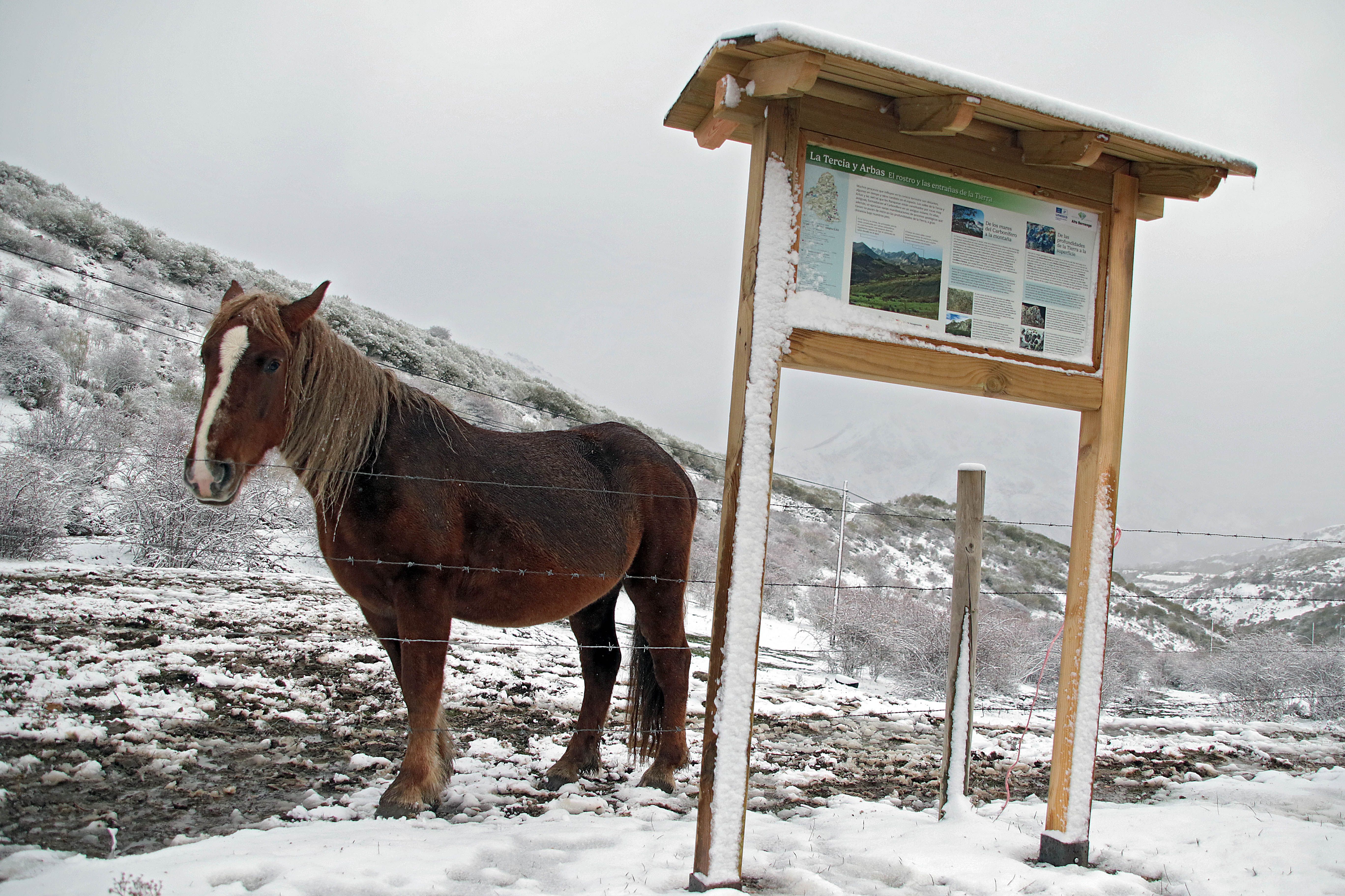 Las primeras nieves en los Argüellos (6)