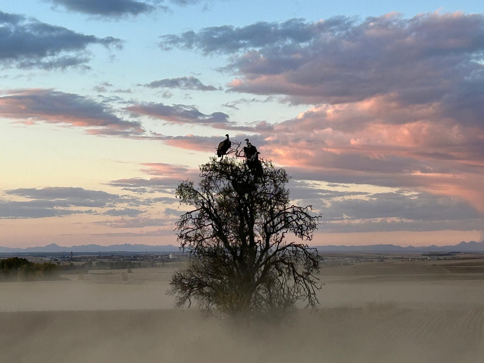 Buitres posados sobre los árboles durante un atardecer espectacular en Grajal de Campos | JUAN PABLO PÉREZ